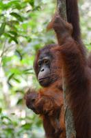 Kalimantan orang 7 &ndash; &copy; Hubert Lücker (Eberhardt TRAVEL)