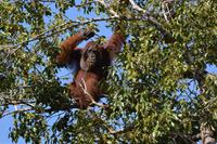 Kalimantan Orang 11 &ndash; &copy; Hubert Lücker (Eberhardt TRAVEL)