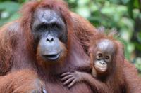 Kalimantan Orang 12 &ndash; &copy; Hubert Lücker (Eberhardt TRAVEL)