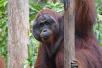 Kalimantasn Orang 2