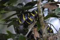 Kinabatagan Boiga &ndash; &copy; Hubert Lücker (Eberhardt TRAVEL)
