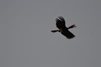 Kinabatagan Rhinozerosvogel &ndash; &copy; Hubert Lücker (Eberhardt TRAVEL)