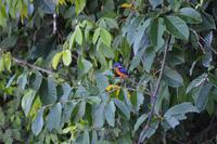 Kinabatagan Zwergeisvogel &ndash; &copy; Hubert Lücker (Eberhardt TRAVEL)