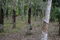 Sarawak Kautschukplantage &ndash; &copy; Hubert Lücker (Eberhardt TRAVEL)