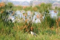 Flora & Fauna am Thamalakane Fluss - Graureiher im Papyrus &ndash; &copy; Annett Müller (Eberhardt TRAVEL)