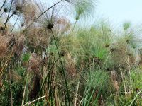 Mokoro Tour im westlichen Delta - Papyrus &ndash; &copy; Annett Müller (Eberhardt TRAVEL)