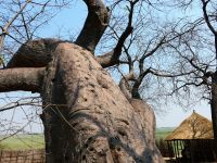 Culture Village am Kwando - Baobab (Affenbrotbaum) &ndash; &copy; Annett Müller (Eberhardt TRAVEL)