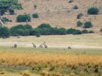 Giraffen am Chobe &ndash; &copy; Annett Müller (Eberhardt TRAVEL)