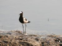 Pirschfahrt am Chobe - Waffenkiebitz &ndash; &copy; Annett Müller (Eberhardt TRAVEL)