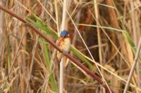 Bootstour Kwando...Malachiteisvogel &ndash; &copy; Frank Nimschowski (Eberhardt TRAVEL)