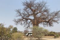 Mahango Park Baobab &ndash; &copy; Frank Nimschowski (Eberhardt TRAVEL)
