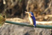 Malachiteisvogel &ndash; &copy; Frank Nimschowski (Eberhardt TRAVEL)