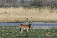Moorantilope &ndash; &copy; Frank Nimschowski (Eberhardt TRAVEL)