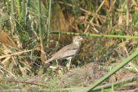 Okavango-Bootstour...Wassertriel (Water Thick-knee) &ndash; &copy; Frank Nimschowski (Eberhardt TRAVEL)