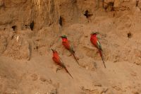 Bootstour Okavango...Scharlachspinte &ndash; &copy; Frank Nimschowski (Eberhardt TRAVEL)