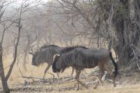 Pirschfahrt Bwabwata NP...Gnus &ndash; &copy; Frank Nimschowski (Eberhardt TRAVEL)