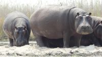 am Kwando &ndash; &copy; Frank Nimschowski (Eberhardt TRAVEL)