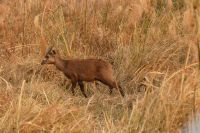 Bootstour Kwando...Sitatunga (Sumpfbock) &ndash; &copy; Frank Nimschowski (Eberhardt TRAVEL)