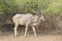 Morgenpirsch im Chobe NP...Kudubock &ndash; &copy; Frank Nimschowski (Eberhardt TRAVEL)