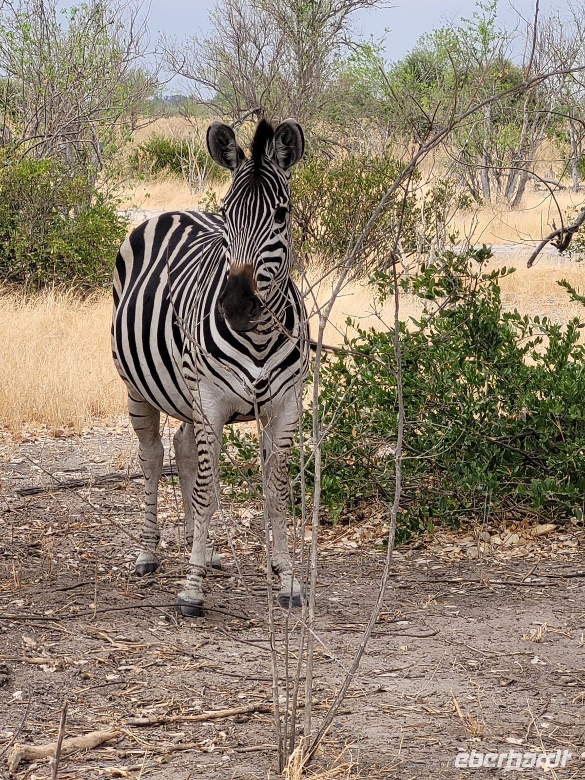 048 Moremi Game Reserve &ndash; &copy; Jens Petzoldt (Eberhardt TRAVEL)