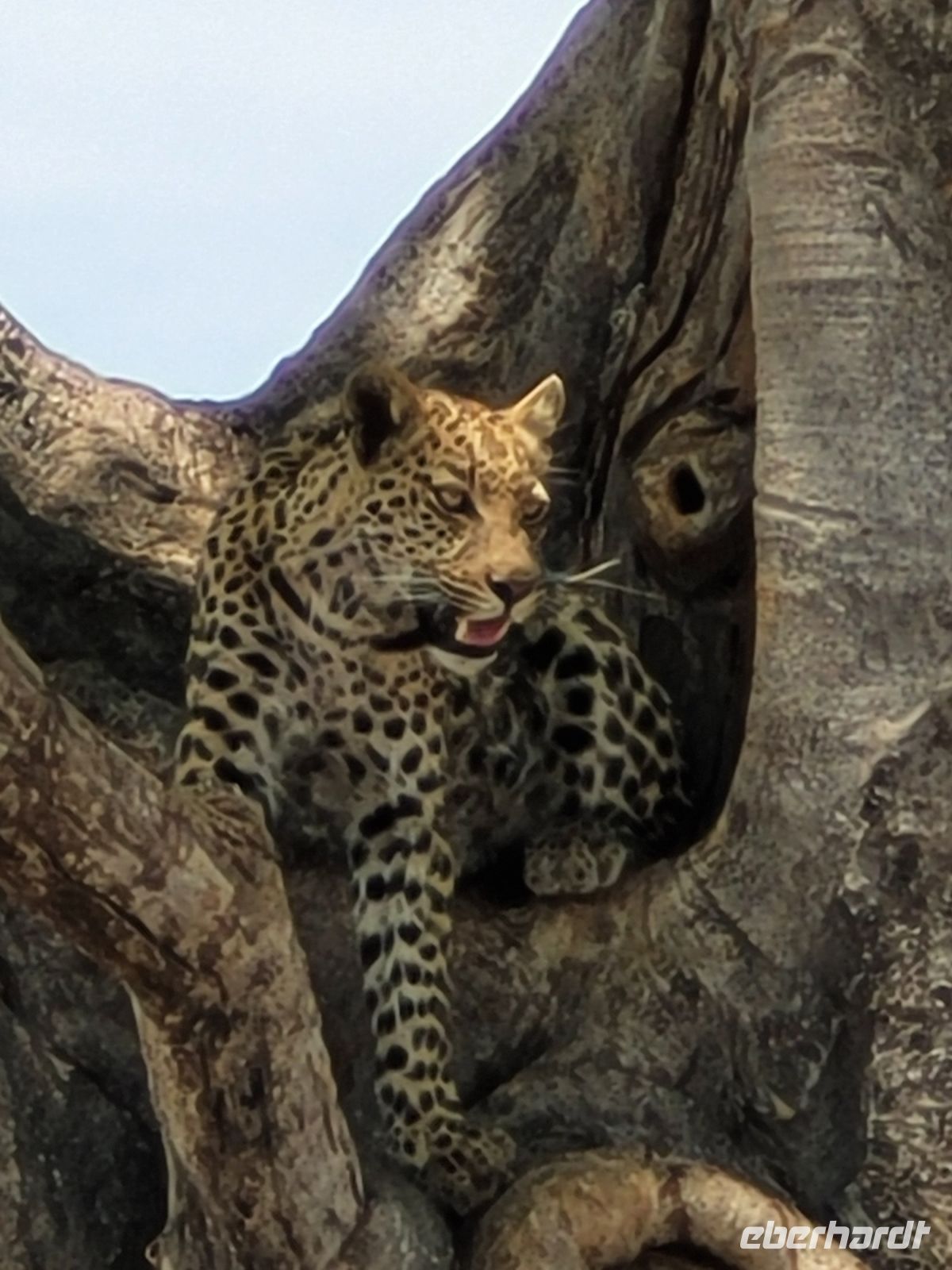 052 Moremi Game Reserve &ndash; &copy; Jens Petzoldt (Eberhardt TRAVEL)