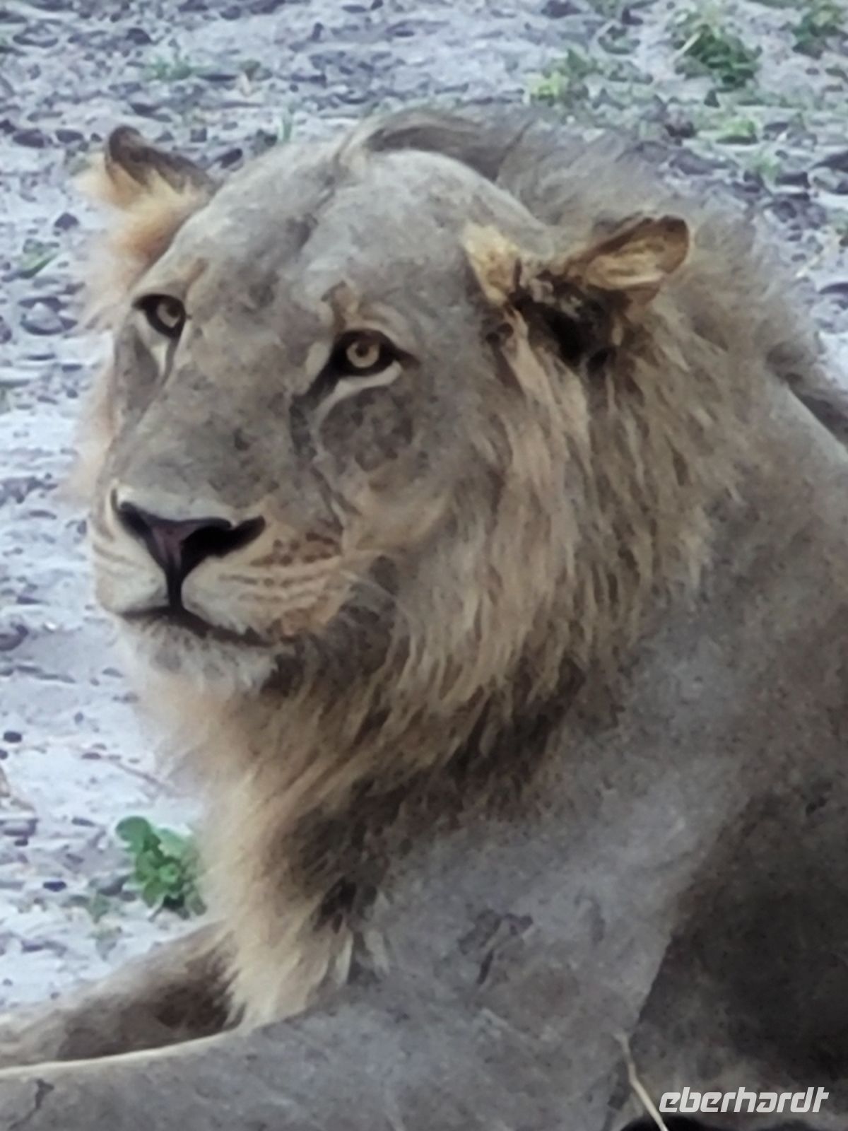 172 Chobe Nationalpark &ndash; &copy; Jens Petzoldt (Eberhardt TRAVEL)