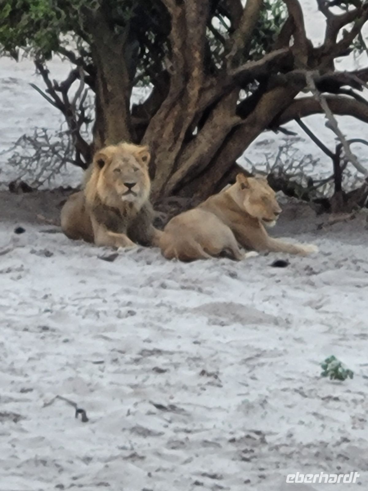 174 Chobe Nationalpark &ndash; &copy; Jens Petzoldt (Eberhardt TRAVEL)