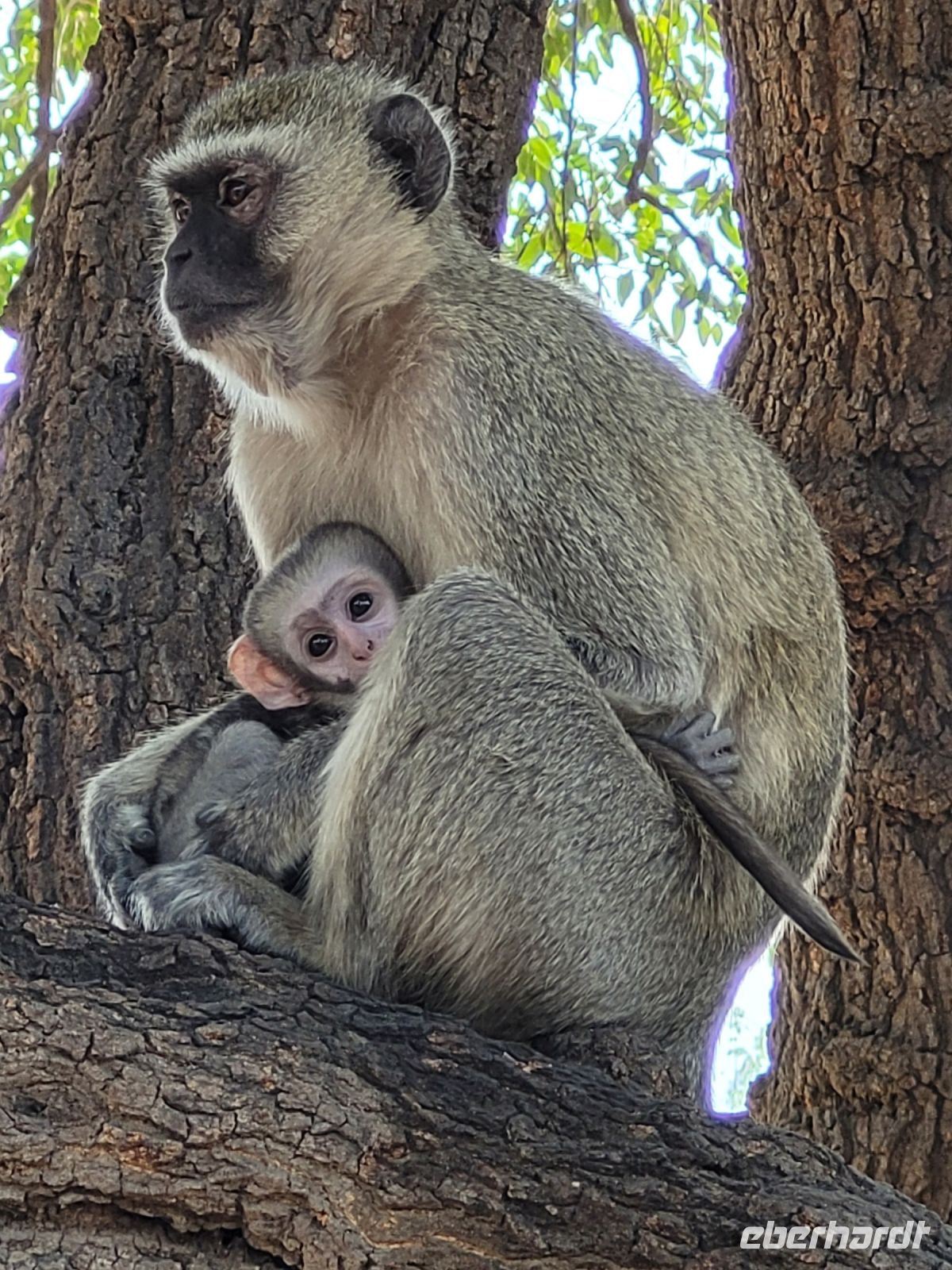 180 Chobe Nationalpark &ndash; &copy; Jens Petzoldt (Eberhardt TRAVEL)