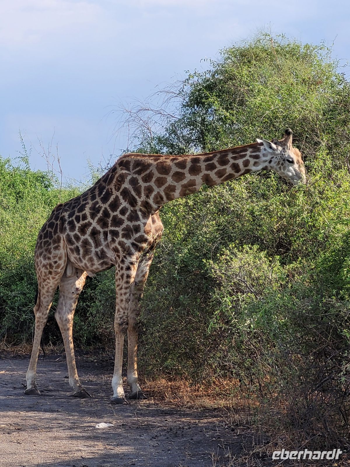 181 Chobe Nationalpark &ndash; &copy; Jens Petzoldt (Eberhardt TRAVEL)
