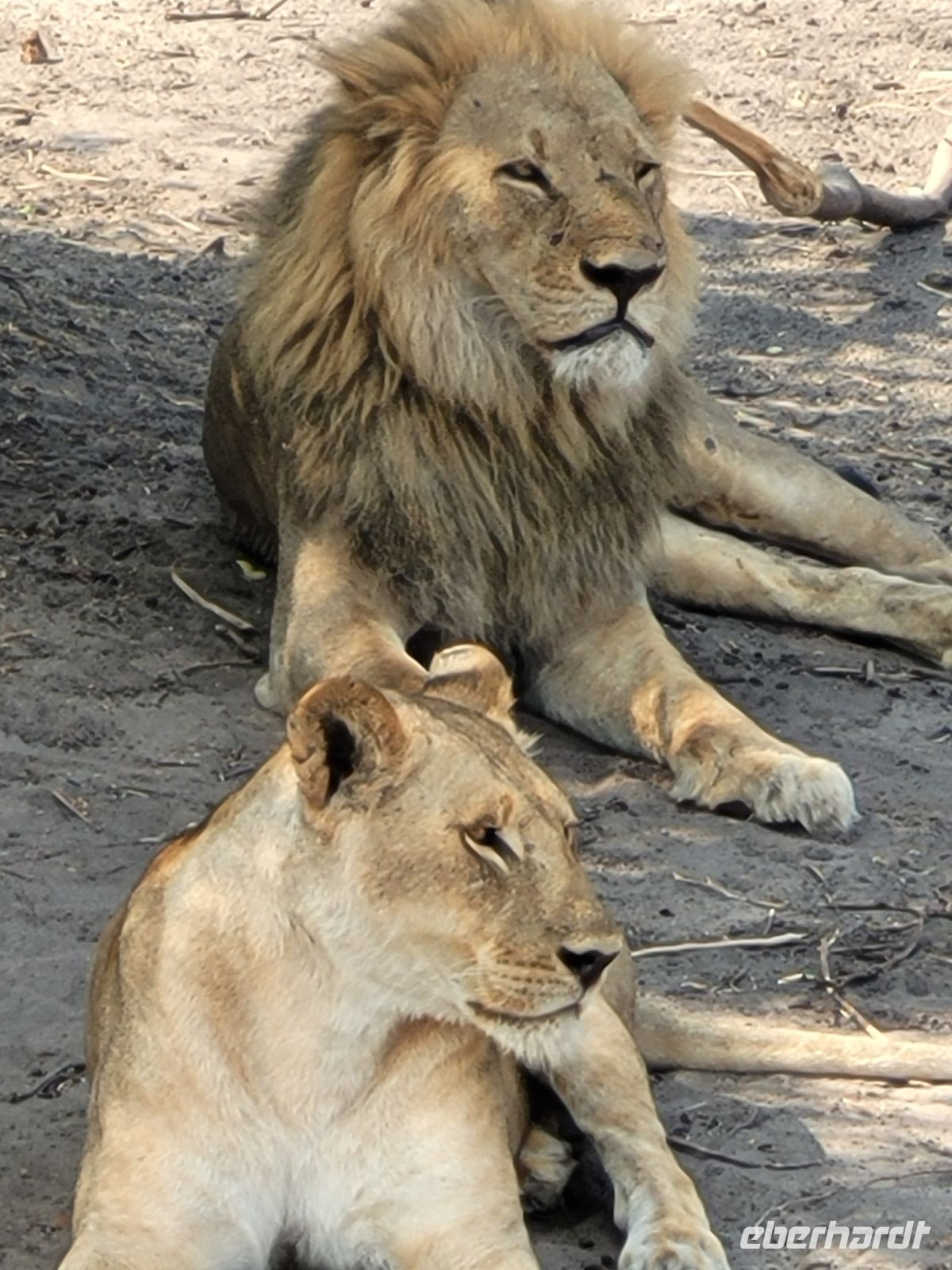 189 Chobe Nationalpark &ndash; &copy; Jens Petzoldt (Eberhardt TRAVEL)