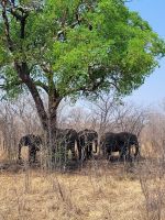 003 Unsere ersten Elefanten &ndash; &copy; Jens Petzoldt (Eberhardt TRAVEL)