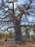 029 Baobob Planet &ndash; &copy; Jens Petzoldt (Eberhardt TRAVEL)