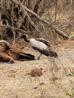 033 Unterwegs nach Maun &ndash; &copy; Jens Petzoldt (Eberhardt TRAVEL)