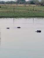 036 Thamalakane River Lodge &ndash; &copy; Jens Petzoldt (Eberhardt TRAVEL)