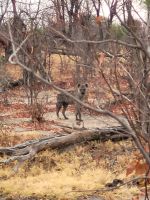 046 Moremi Game Reserve &ndash; &copy; Jens Petzoldt (Eberhardt TRAVEL)