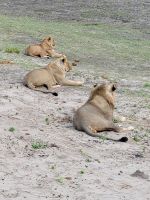 175 Chobe Nationalpark &ndash; &copy; Jens Petzoldt (Eberhardt TRAVEL)