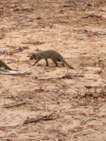 176 Chobe Nationalpark &ndash; &copy; Jens Petzoldt (Eberhardt TRAVEL)