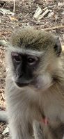 179 Chobe Nationalpark