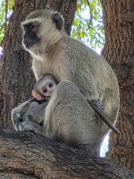 180 Chobe Nationalpark &ndash; &copy; Jens Petzoldt (Eberhardt TRAVEL)