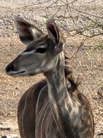 182 Chobe Nationalpark &ndash; &copy; Jens Petzoldt (Eberhardt TRAVEL)