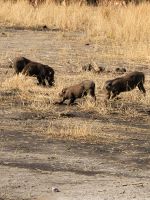 184 Chobe Nationalpark &ndash; &copy; Jens Petzoldt (Eberhardt TRAVEL)