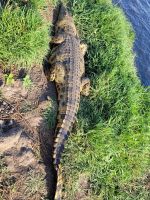 201 Bootstour auf dem Chobe &ndash; &copy; Jens Petzoldt (Eberhardt TRAVEL)