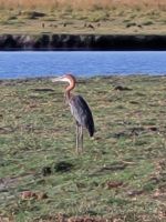 203 Bootstour auf dem Chobe &ndash; &copy; Jens Petzoldt (Eberhardt TRAVEL)