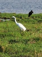 206 Bootstour auf dem Chobe &ndash; &copy; Jens Petzoldt (Eberhardt TRAVEL)