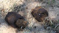 Botswana - Unterwegs nach Nata &ndash; &copy; Annett Müller (Eberhardt TRAVEL)