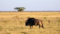 Botswana - Salzpfannen bei Nata - Gnu &ndash; &copy; Annett Müller (Eberhardt TRAVEL)