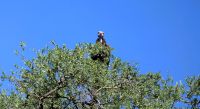 Botswana - auf dem Weg in den Busch - Wollkopfgeier &ndash; &copy; Annett Müller (Eberhardt TRAVEL)