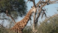 Botswana - Moremi - Giraffe &ndash; &copy; Annett Müller (Eberhardt TRAVEL)