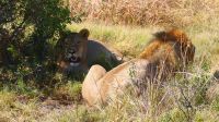 Botswana - Moremi - Löwen-Paar &ndash; &copy; Annett Müller (Eberhardt TRAVEL)