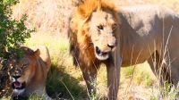Botswana - Moremi - Löwen-Paar &ndash; &copy; Annett Müller (Eberhardt TRAVEL)